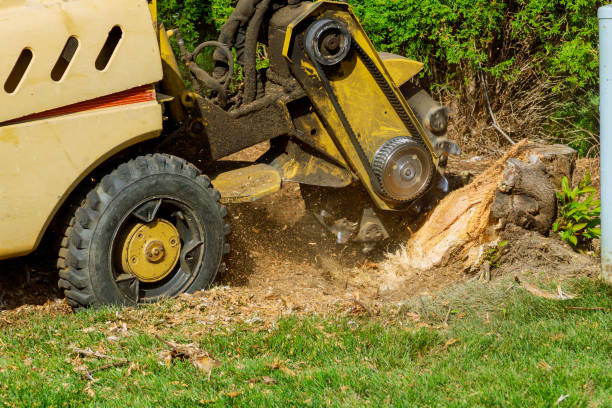 Best Tree Disease Treatment  in Parsons, KS